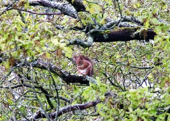 Bed & Breakfast Les Beaux Chenes Mortagne-sur-Sevre