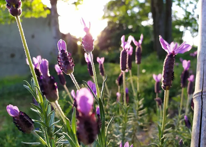 Les Beaux Chenes 3* Mortagne-sur-Sevre